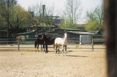 Cavalli.
