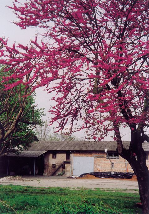 Albero fiorito con veduta della cascina sullo sfondo.